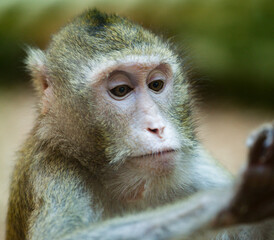 Obraz premium monkey look on hand