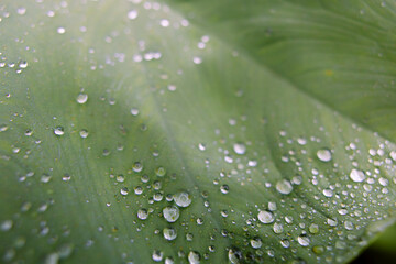 台湾山岳の朝露　Dew Drops on the leaf in Taiwan alps