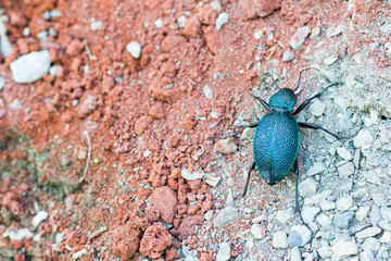 blue ground beetle, blue color insect
