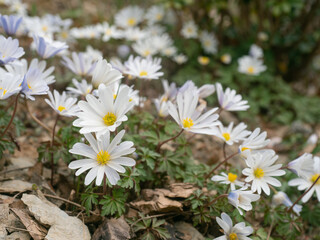 Gruppe blühender Balkan-Windröschen  (Anemone Blanda) in der freien Natur fotografiert.
