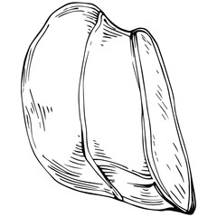 Ginger vector isolated plant with leaves. Herbal engraved style illustration. Detailed organic product sketch.The best for design logo, menu, label, icon, stamp.