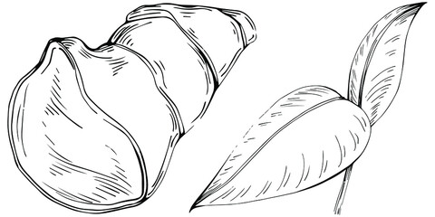 Ginger vector isolated plant with leaves. Herbal engraved style illustration. Detailed organic product sketch.The best for design logo, menu, label, icon, stamp.