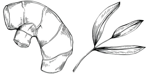 Ginger vector isolated plant with leaves. Herbal engraved style illustration. Detailed organic product sketch.The best for design logo, menu, label, icon, stamp.