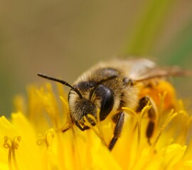A bumblebee collects pollen from a yellow dandelion. Insects in nature.