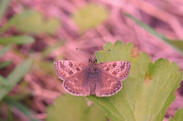 A butterfly on a green leaf. Insects in nature.