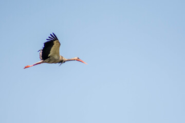 Stork in the sky. White stork flies in the sky. Beautiful birds with big wings.