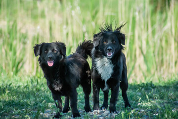 Black dogs in the forest. Black dog portrait. beautiful dogs