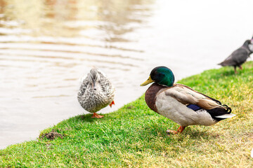 Gray-brown duck resting on a green meadow by the lake against the backdrop of a beautiful landscape