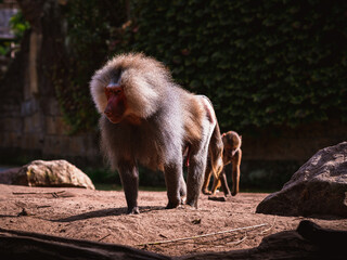 Hamadryas Baboon