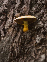mushroom on tree