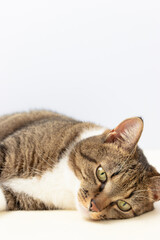 Obraz na płótnie Canvas Gray shorthair domestic tabby cat lying in front of blue background.