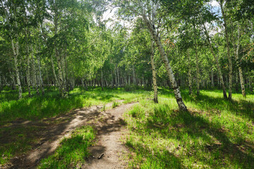 Fototapeta na wymiar Birch grove on a bright, sunny, summer day.