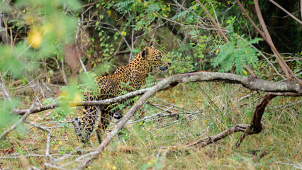 Sri Lankan leopard (Panthera Pardus Kotiya) spotted in Yala national park, walking through the lush foliage.