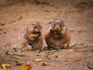 Prairie Dog
