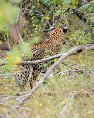 Sri Lankan leopard (Panthera Pardus Kotiya) spotted in Yala national park, walking through the lush foliage.