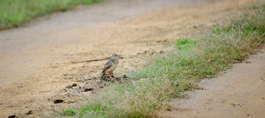 Pipit bird searching for insects on the ground.