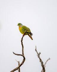 Orange-breasted green pigeon (Treron Bicinctus) perch high up on a dead tree branch against clear gloomy skies.