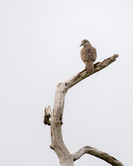 Spotted dove bird perch on bare branch against clear skies at Yala national park, Sri Lanka
