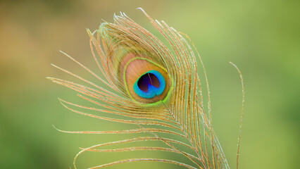 beautiful Peacock feather isolated close-up photograph.