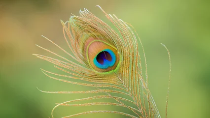 Foto op Plexiglas beautiful Peacock feather isolated close-up photograph. © nilanka