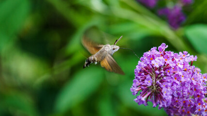 The hummingbird hawk-moth (Macroglossum stellatarum) hovering over purple flower. Hawk hawk looks like an exotic bird hummingbird. Selective focus on insect eye