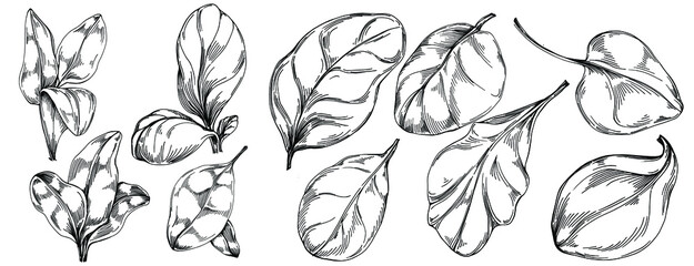 Spinach vector isolated plant with leaves. Herbal engraved style illustration. Detailed organic product sketch.The best for design logo, menu, label, icon, stamp.