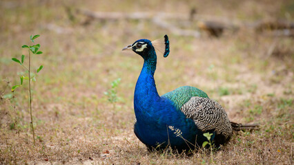 Blue male peafowl resting on the ground at Yala national park, Sri Lanka