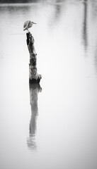 Yellow bittern perch on a dead tree trunk on the lake, patiently waiting for fish, reflection on...