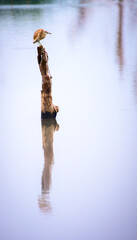 Fototapeta premium Yellow bittern perch on a dead tree trunk on the lake, patiently waiting for fish, reflection on the calm water surface, black and white photograph.