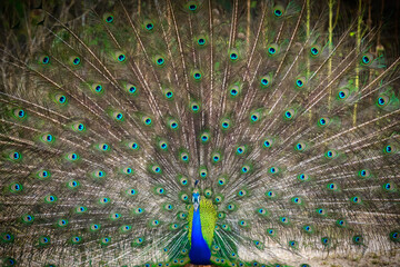 Amazing Blue peacock dance display at Yala national park close-up photograph. Beauty in nature. - Powered by Adobe