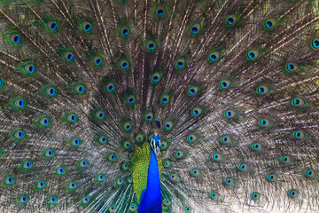 Beautiful Peacock dance display close-up shot in Yala national park.