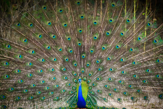 Amazing Blue peacock dance display at Yala national park close-up photograph. Beauty in nature.