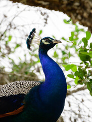 Majestic male blue peafowl bird close-up shot.