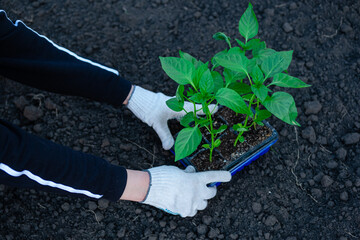 Gardner woman plants seedlings at garden or in a village. Spring planting of vegetables bell pepper in the ground.