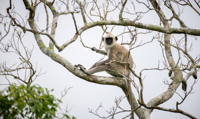 Tufted gray langur sitting on a tree and looking at the camera, dark gloomy clouds in the background, monkey isolated in Yala national park.