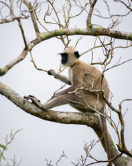Obraz premium Tufted gray langur sitting on a tree relaxed, gloomy clouds in the background, monkey isolated in Yala national park.