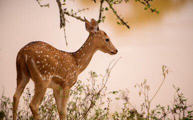 Ceylon spotted deer approaching the waterhole in the evening. Beautiful wild animals in the Yala national park.