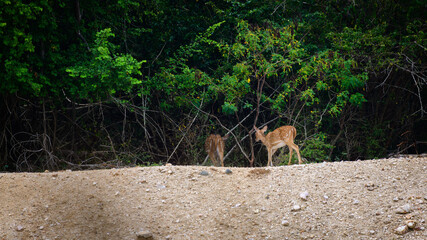 Pair of spotted deer leaves into the dark deep forest after drinking water from the natural waterhole.