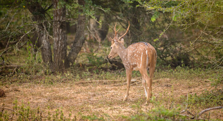 Naklejka premium Beautiful Sri Lankan axis deer with antler walking into the bushes in Yala national park, rear view of the deer.