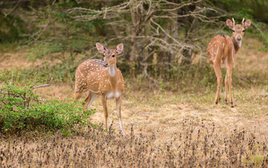 Naklejka na ściany i meble Pair of young Ceylon spotted deers watchfully foraging in the evening. The dry season in the Yala national park