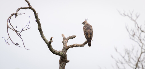 Majestic crested hawk-eagle perch on a dead tree branch and watchful of the surroundings, gloomy...
