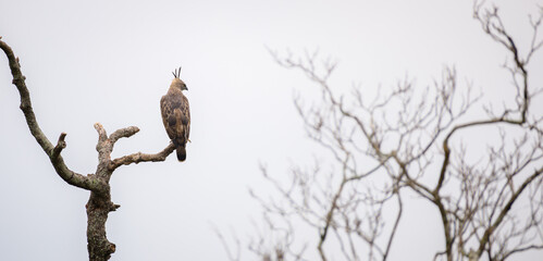 Majestic changeable hawk-eagle perch on a dead tree branch and watchful of the surroundings, birds back view, gloomy dark sky in the background. Eagle Spotted in the Yala national park.