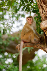 Fototapeta premium Young toque macaque monkey sitting on the edge of a broken branch and looking at the camera, in its natural habitat at Yala national park.