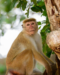 Young toque macaque monkey sitting on a branch and looking at the camera close-up shot, at Yala national park.