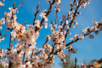 Apricot tree blooms in spring against sky background.