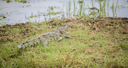 Huge mugger crocodile resting on the bank of the lake at Yala national park,