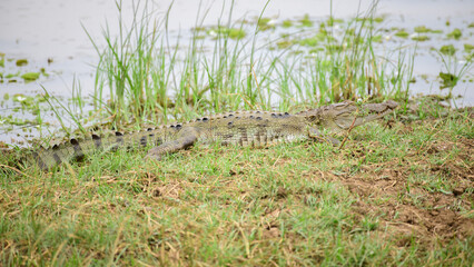 Huge mugger crocodile resting on the bank of the lake at Yala national park,