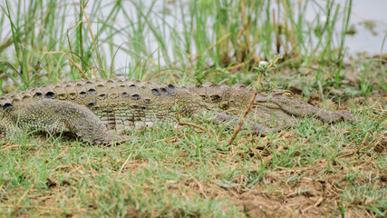 Huge mugger crocodile resting on the bank of the lake at Yala national park,