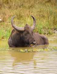Obraz premium Wild buffalo cooling off in the waterhole in the evening at Yala national park. Large horned buffalo submerge in the dirty muddy water.