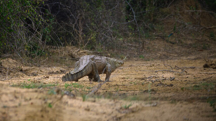 Monster mugger crocodile on the move, searching for a new waterhole in the dry season at Yala national park.